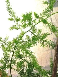 Natural Shatvari Plant-thumb1