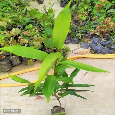 Natural Jamun Plant