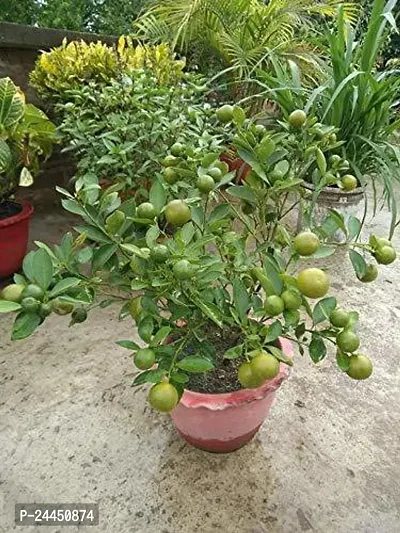 Natural Lemon Plant-thumb0