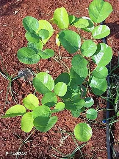 Natural Red Sandalwood Plant-thumb3