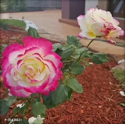 Natural Rose Plant-thumb0