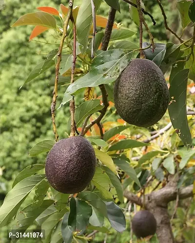 Natural Avocado Plant-thumb0