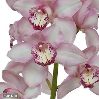 Natural Orchid Plant