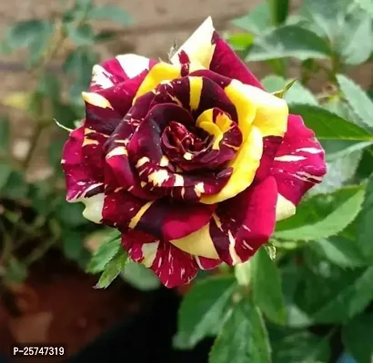 Rose Plant