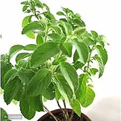 Natural Tulsi Plant