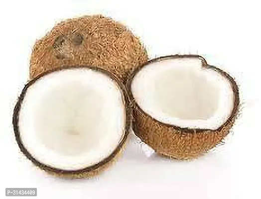 Natural Coconut Plant-thumb3