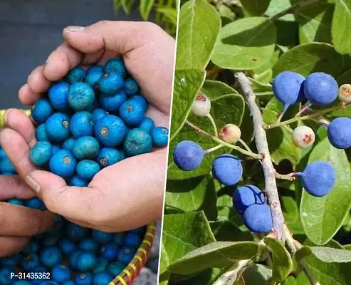 Natural Rudraksha Plant-thumb2