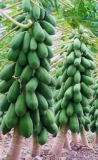 Natural Papaya Plant-thumb1