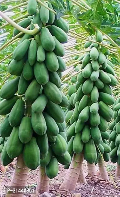 Natural Papaya Plant-thumb2