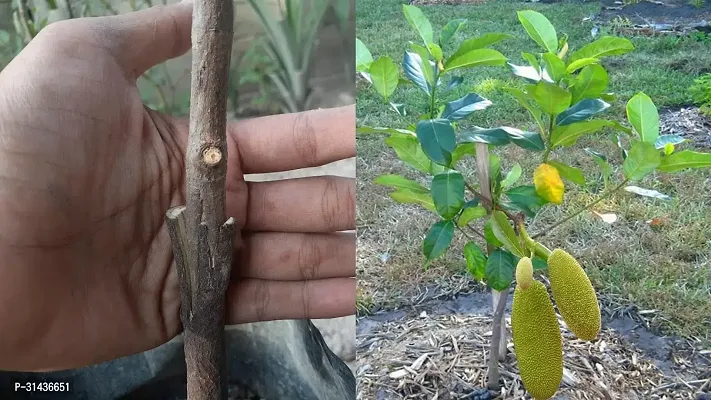 Natural Jack Fruit Plant