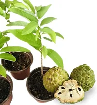 Custard Apple Plant-thumb1