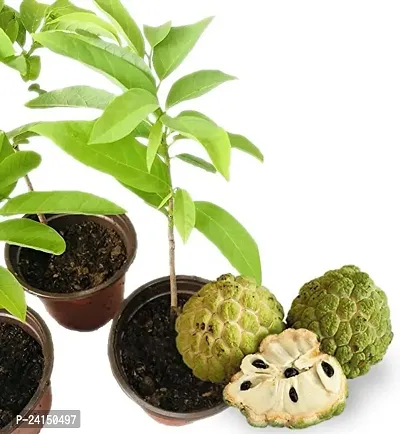 Custard Apple Plant-thumb2