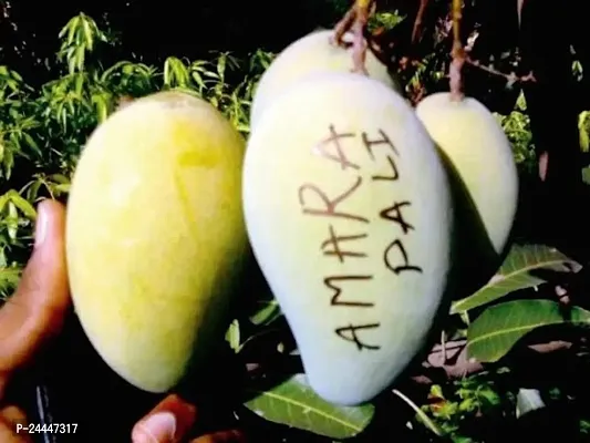 Natural Mango Plant