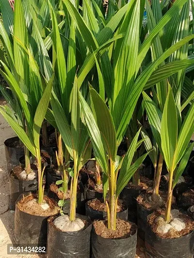 Natural Coconut Plant-thumb0