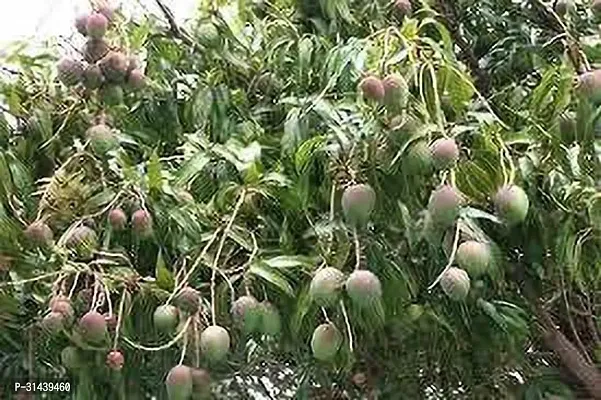 Natural Mango Plant-thumb0