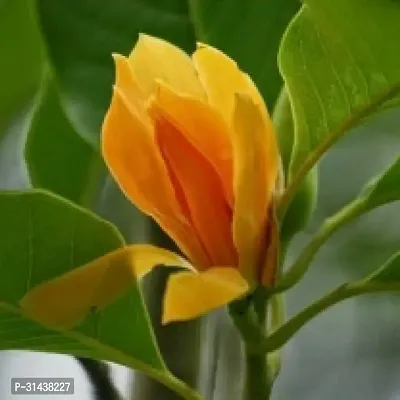 Natural Golden Champa Plant-thumb0