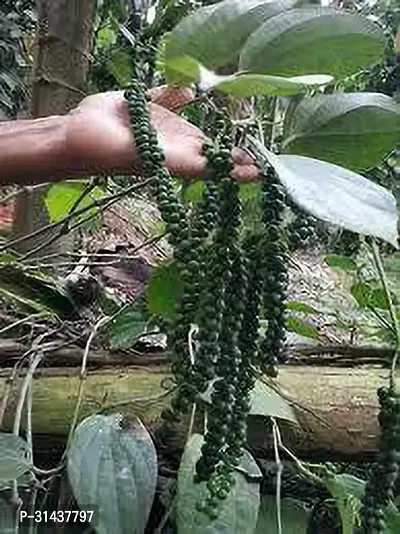 Natural Black Pepper Plant-thumb0