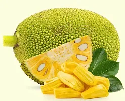 Natural Jackfruit Plant-thumb3