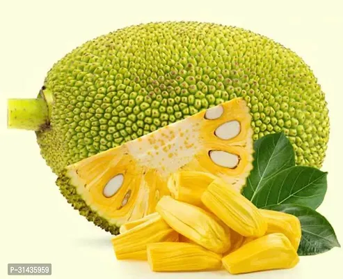 Natural Jackfruit Plant-thumb4