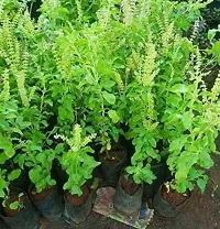 Natural Tulsi Plant-thumb1