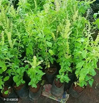 Natural Tulsi Plant-thumb2