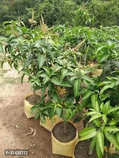 Natural Mango Plant-thumb0