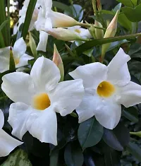 Mandevilla Plant-thumb1