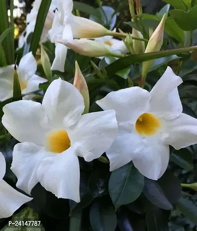 Mandevilla Plant-thumb2