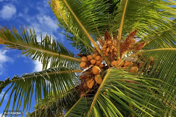 Natural Coconut Plant