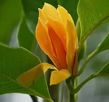 Natural Plumeria Plant-thumb1