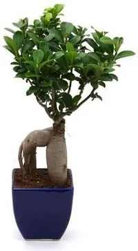 Natural Ficus Plant-thumb2