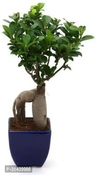 Natural Ficus Plant-thumb3