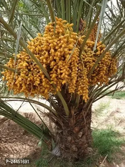 Natural Zz Plant