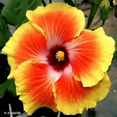 Natural Hibiscus Plant