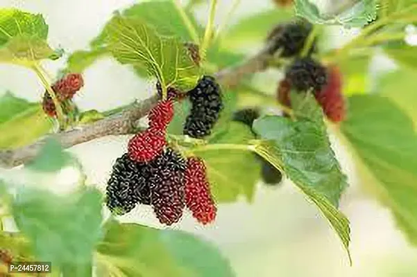 Natural Berry Plant