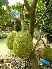 Natural Jack Fruit Plant-thumb1