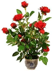 Natural Rose Plant-thumb1