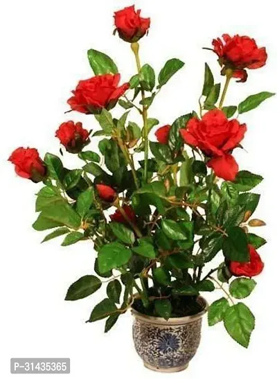 Natural Rose Plant-thumb2