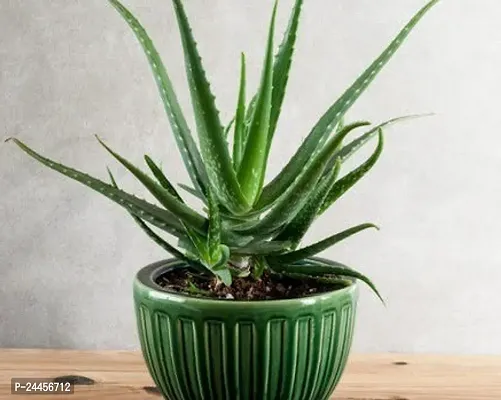 Natural Aloe Vera Plant