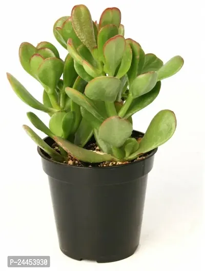 Natural Crassula Bonsai Plant-thumb5