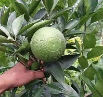 Natural Sweet Lemon Plant-thumb3