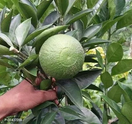 Natural Sweet Lemon Plant-thumb4