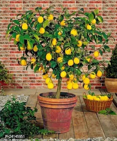 Lemon Plant
