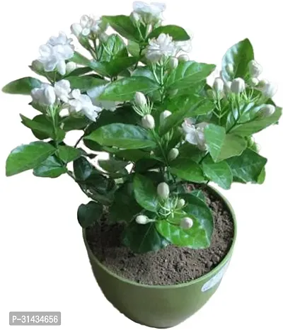 Natural Jasmine Plant With Pot-thumb0