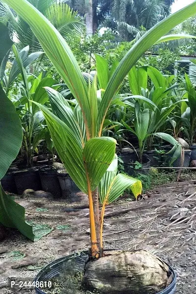 Natural Coconut Plant