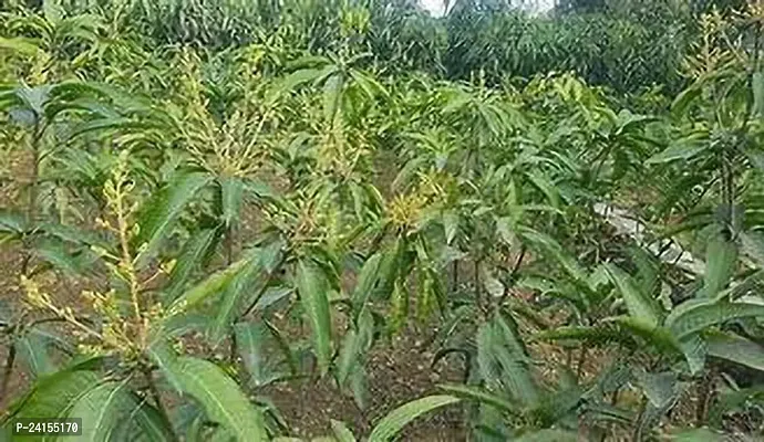 Mango Plant