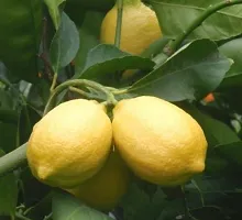 Lemon Plant-thumb1