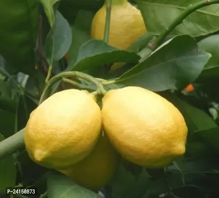 Lemon Plant-thumb2