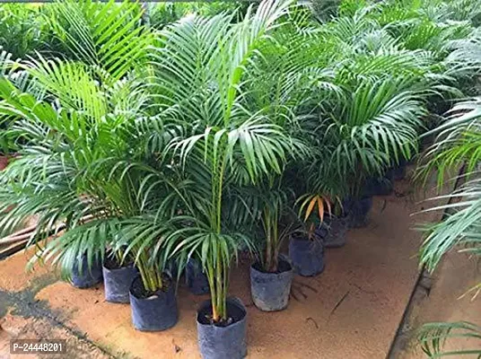 Natural Areca Palm-thumb0