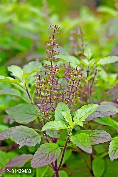 Natural Tulsi Plant-thumb0